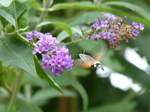 FZ020149 'Colibri butterfly' Hummingbird Hawk-moth (Macroglossum stellatarum).jpg